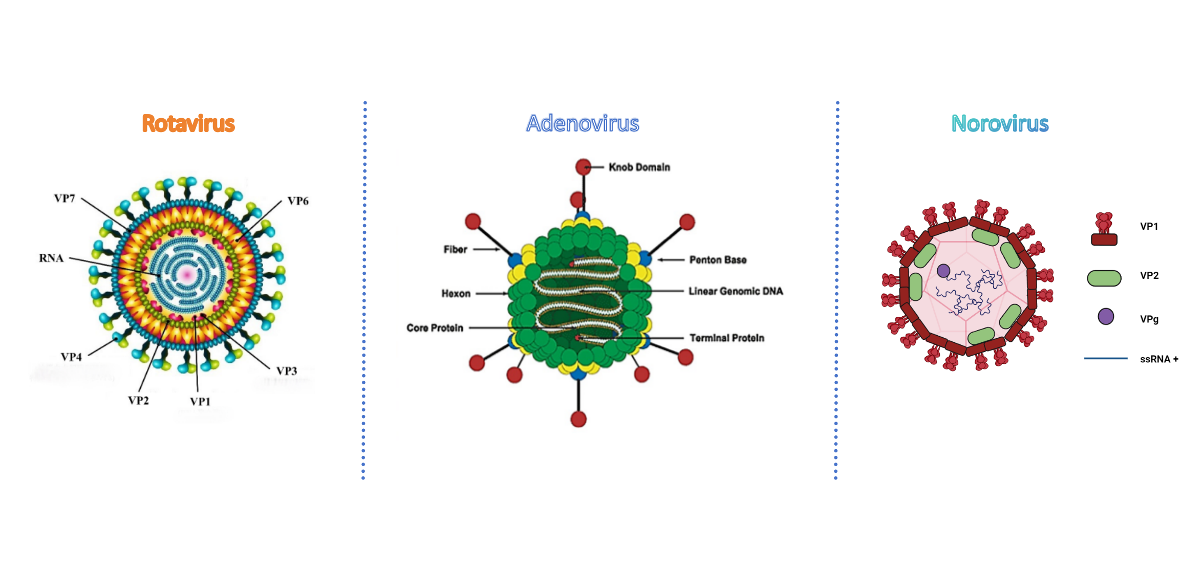 prueba de antígeno de norovirus adenovirus rotavirus