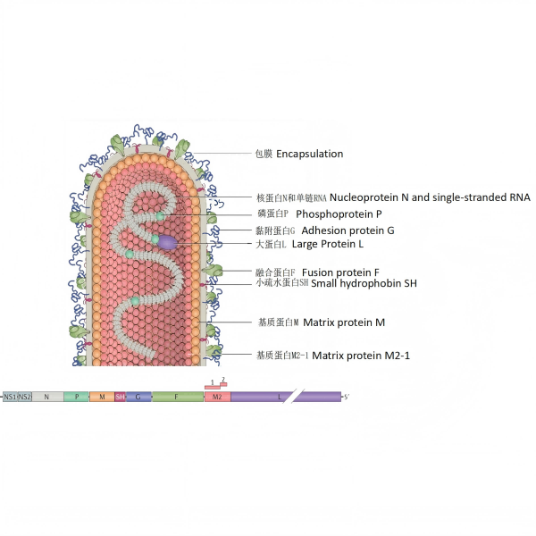¡El 'Rey de la Neumonía' en los niños viene!