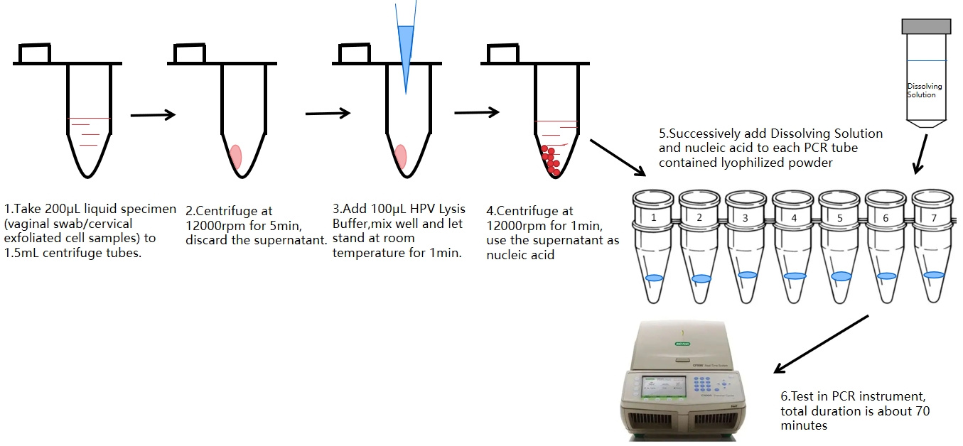 Proceso de prueba de PCR del VPH